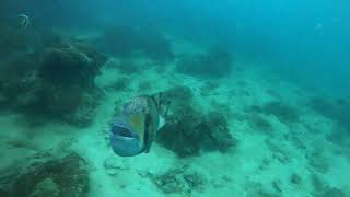 Titan Triggerfish Attack in Thailand  Koh Phangan [upl. by Ycniuqed429]