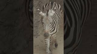 quotThe Quagga South Africas Extinct Zebra  Exploring Natures Lost Beautyquot [upl. by Asert]