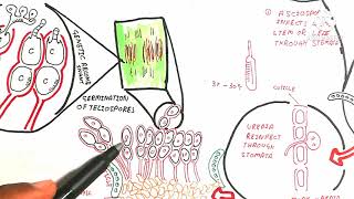 Puccinia Graminis TriticiLife Cycle Of Rust FungiStages During Infection To Wheat [upl. by Ruella263]