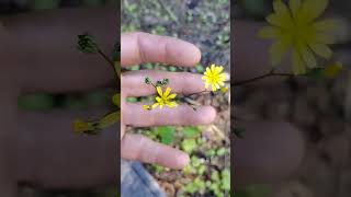 Alpine Hawkweed not Dandelion on the Olympic Peninsula [upl. by Dave296]