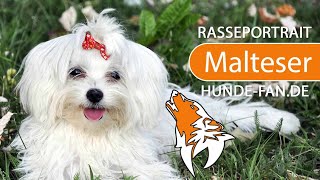 ► Malteser Hund 2019 Rasse Aussehen amp Charakter [upl. by Dunc687]