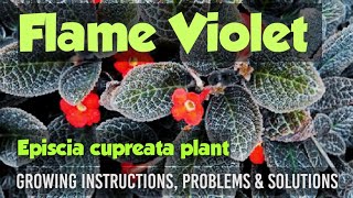 Episcia cupreata plant  Flame Violet plant  Growing Instructions  problems and solutions [upl. by Anitsuj974]