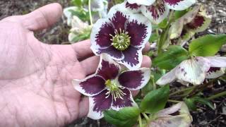 Helleborus Winter Jewels Painted [upl. by Levram]