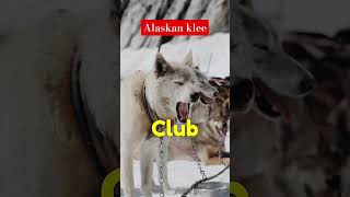 Alaskan Klee Kai Dog traits and characteristics [upl. by Arannahs]