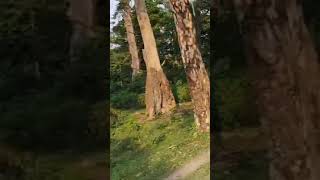 ALIPURDUAR CHILAPATA FORESTNATIONAL PARK IN DOOARSLIKE SUBSCRIBE KOREDIN [upl. by Eekorehc]