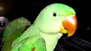 Parrot Natural Sounds  Parrot Talking [upl. by Aihsyn]