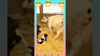 Cow Faram cow cowmilk cattlefarm caleningfeeding [upl. by Pillihpnhoj801]