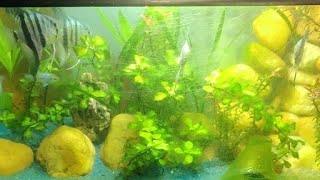 Planted tank ecosystem ❤️ [upl. by Silevi]