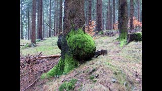 Thüringer Wald Joggingtour rund um Frankenblick mit 5 Peaks am 23032017 [upl. by Adla910]