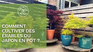 🍁​ Comment cultiver des Érables en pot [upl. by Errick]