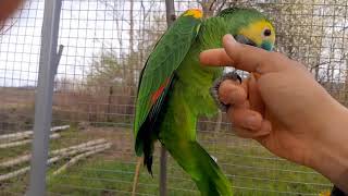 blue fronted amazon parrot play time [upl. by Irama]