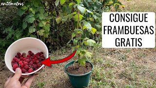 Consigue FRAMBUESAS GRATIS cómo cultivar frambuesa y reproducirla  en20metros [upl. by Girovard]