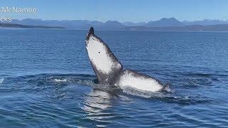 Video shows breathtaking humpback whale encounter in British Columbia [upl. by Maxama567]