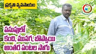 Zero Budget Natural Farming  PapayaRedgramMoringa as Intercrops in Turmeric [upl. by Noemys895]