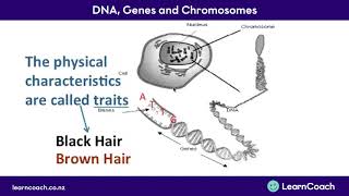 NCEA Science Level 1 Biology DNA Genes and Chromosomes [upl. by Nyltak]