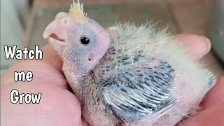 Baby Cockatiel Growth Stages [upl. by Burgess156]