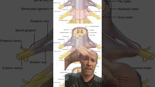 How your posture can affect your spinal cord Get your adjustment and posture corrected [upl. by Adlai]