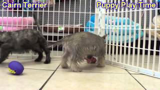 Cairn Terrier Puppies For Sale In Billings Montana MT Missoula Great Falls Bozeman [upl. by Nac]