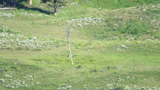 Lone Bison in Den [upl. by Rutherford]