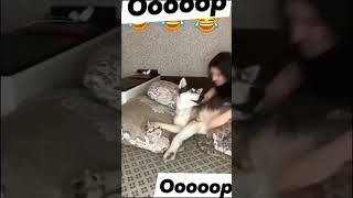 world dogs funny reel  shock dogs see kiss  SHOCK DOGS trending dogsfunnyreel dogsseekiss cute [upl. by Eima]