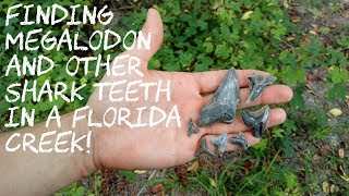 Fossil Hunting for Megalodon Shark Teeth in a Florida Creek [upl. by Hobart102]