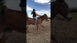 Now to the first time ever cantering bareback🥹 equestrian horse mule fypシ [upl. by Halona]