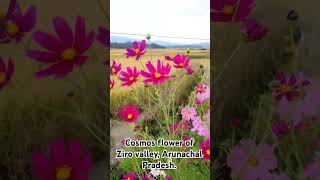 Cosmos Flower ytflowers zirovally shortvideo viralvideo [upl. by Illa]