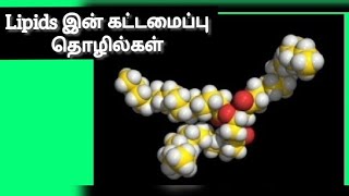 Lipids structure and functions in tamil  Bio chemistry 02 biology bio [upl. by Nyrhtak108]