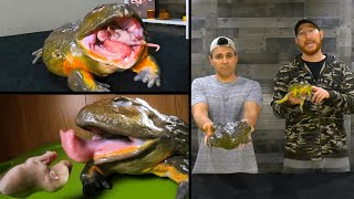 Coolest pet frog FEEDING OUR GIANT AFRICAN BULLFROGS [upl. by Nivlem]