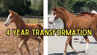 4 Year Foal Transformation My Homebred Foal Grows Up [upl. by Anatnahs]