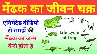 मेंढक का जीवन चक्र  Frog Life Cycle Video  life cycle of frog  Mendhak Ka janm  jivan chakra [upl. by Nede311]