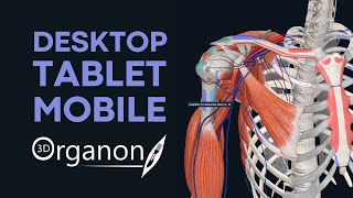 Meet 3D Organon For Desktop Tablet and Mobile [upl. by Oiril]