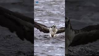 Osprey  Osprey eating fish 🐟 osprey fish shorts [upl. by Novit]