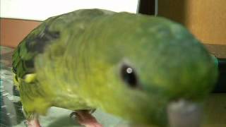 lineolated parakeet good singing [upl. by Onivag]