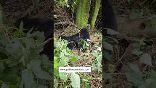 Uganda gorilla trekking tour in Bwindi Female blackblack gorilla Siato playing with baby gorilla [upl. by Tigdirb110]