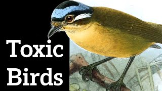 Poisonous Birds  Acquiring Toxicity from Bugs [upl. by Chaffinch195]