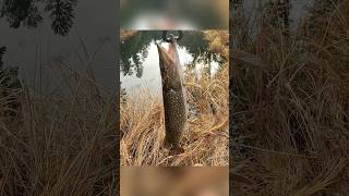 23 inch creek pike fishingvideo pikefishing creekfishing midwestfishing southdakota [upl. by Kunz462]