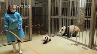 Panda keeper gives the baby cub back to his mum [upl. by Ainosal]