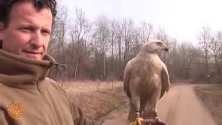 Falconeria Maestra  Corso teorico pratico alla Baraggia [upl. by Imhsar]