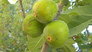 Growing Figs in Containers [upl. by Tarabar]