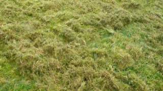 Heavy Moss In Lawn [upl. by Ibed]