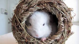 Baby Chinchilla Hides In Grass House [upl. by Uriah]