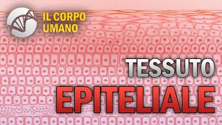 Tessuto Epiteliale  Il Corpo Umano [upl. by Gargan]