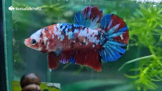 The Complete Guide to Plakat Betta Fish Everything You Need to Know [upl. by Adoree]