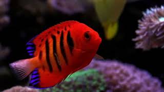 Flame angelfish [upl. by Almund]