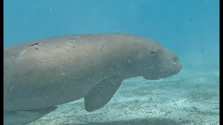 Dugongs Vanuatu YT HD 1080p [upl. by Gall]