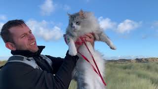 FAMILY BEACH DAY MALAMUTES AND MAINECOON PLAY AT THE BEACH [upl. by Stavro]