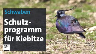 Vogel des Jahres Schutzprogramm für Kiebitze  Abendschau  BR24 [upl. by Wobniar]