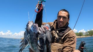 Black Sea Bass Fishing Buzzards Bay Easy to Use Rigs for Black Sea Bass [upl. by Radburn]