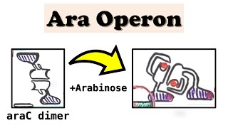 Arabinose Ara Operon araC and DNA looping deepdive video [upl. by Simsar]